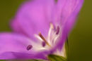 Purple Geranium.